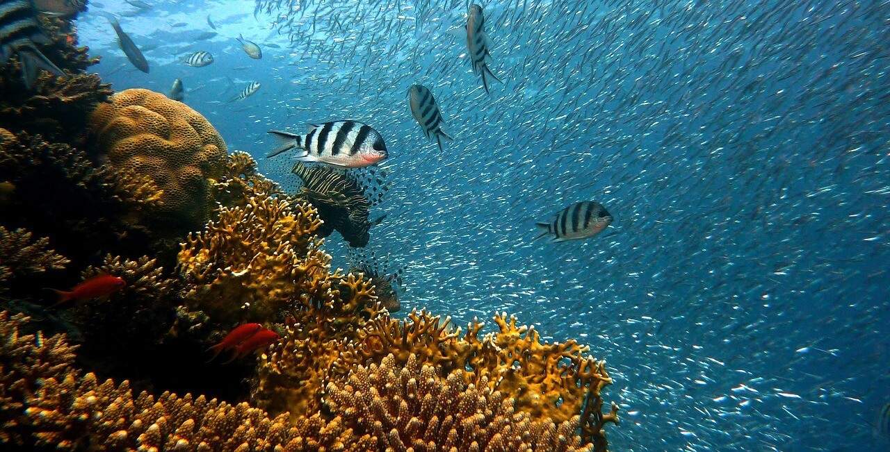 Hawaii Sunscreen Ban Solutions Key West Sunscreen Ban