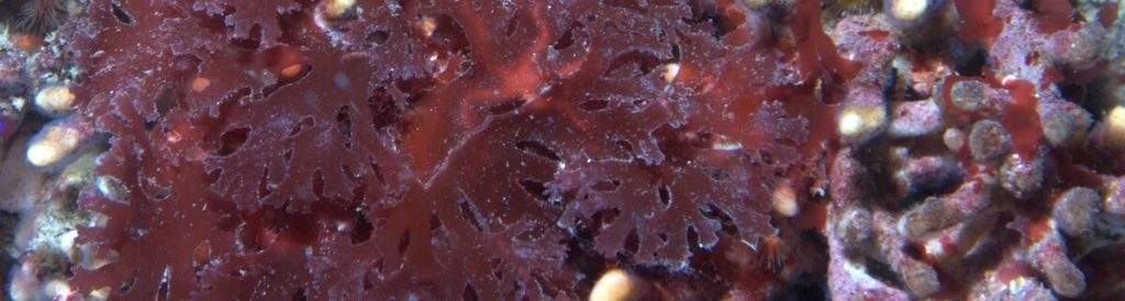 Red Algae Cropped Red Algae