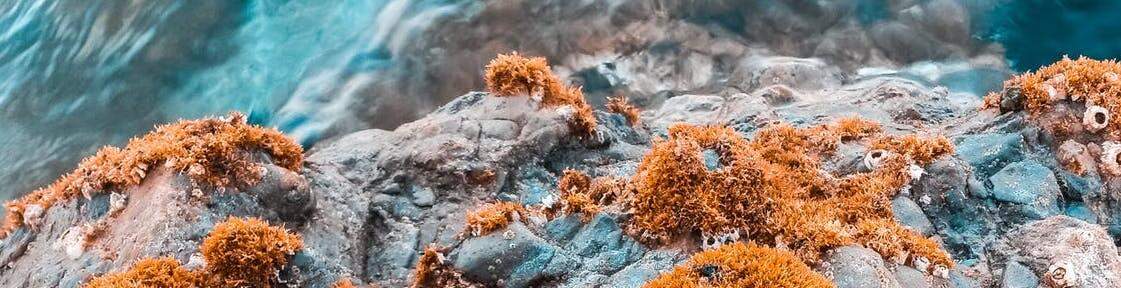 Marine Algae Marine Algae