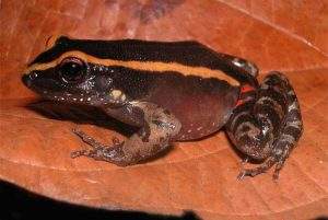 Amazon tree frog