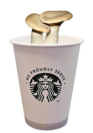 Starbucks with Oyster Mushrooms