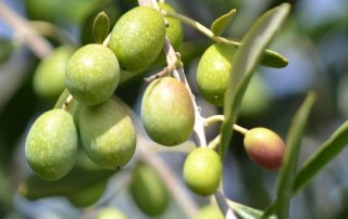 Olive Oil Natural