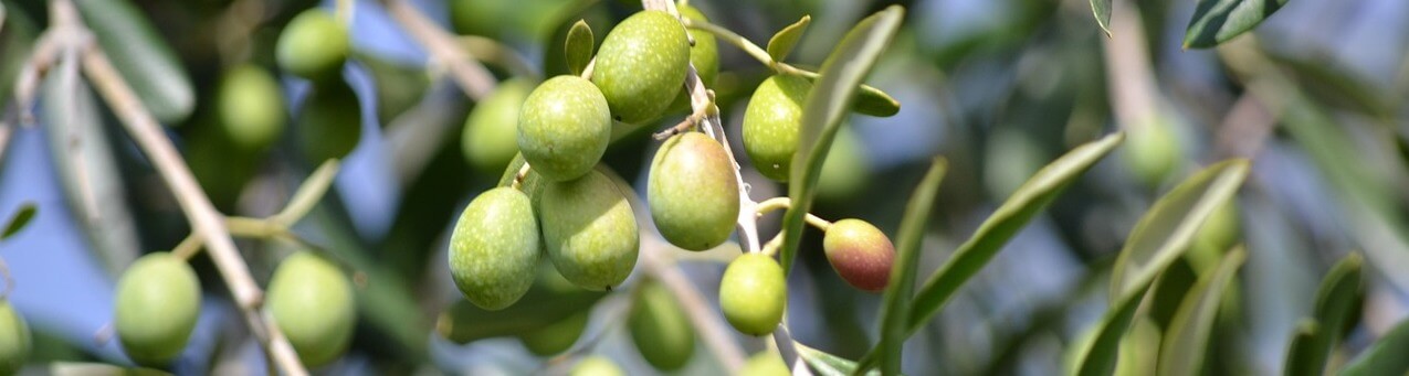 Olive Oil Natural
