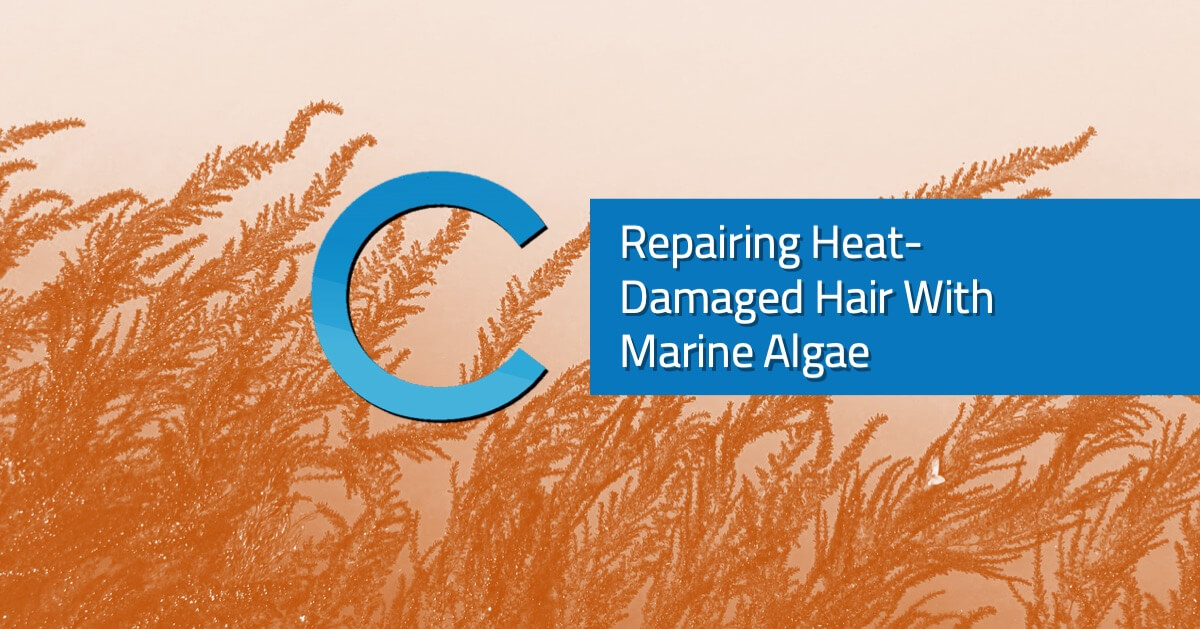 Heat Damaged Hair Marine Algae
