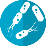 Skin Microflora Bacteria