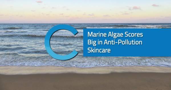 Marine Algae Anti-Pollution