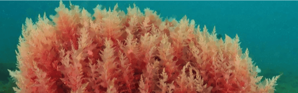 Red Marine Algae