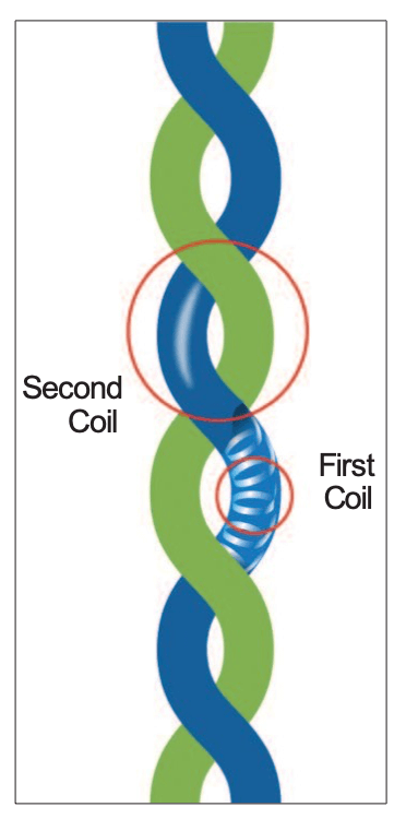 Figure 1: Coiled coil of 2 a-helices.