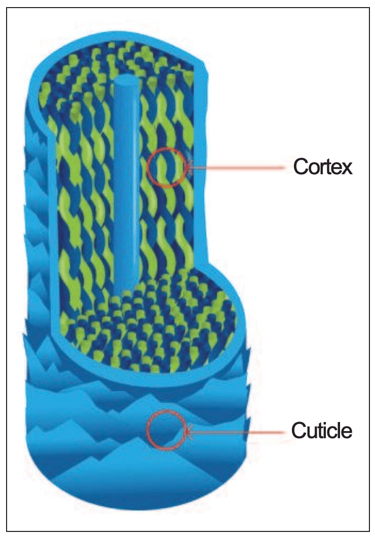 Figure 5: A cross-sectional view of the hair strand shows the internal structure including the shaft cuticle and the coiled coil cortex.
