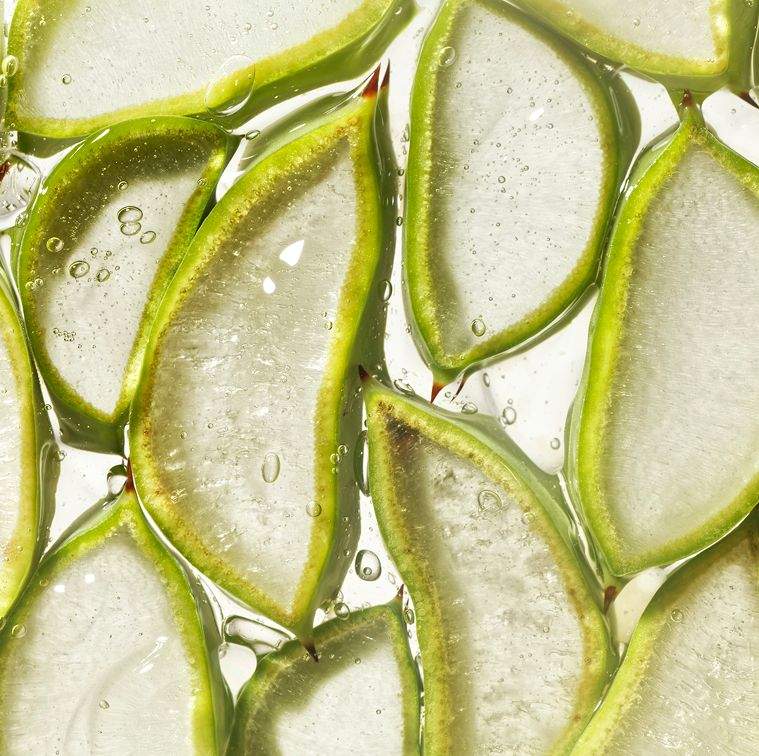 Endiphyte™ Botanical Extracts